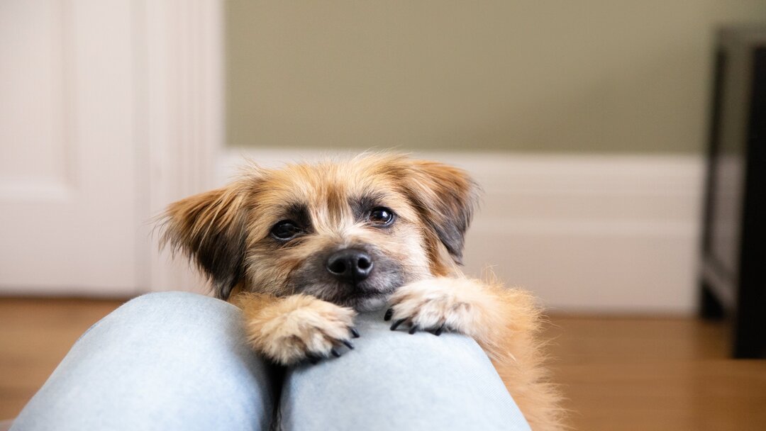 How to Deal with Separation Anxiety in Dogs Purina